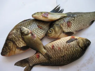 Красные пятна на карасях и сазанах, что это, можно ли потреблять эту рыбу в  пищу? Ихтиолог расскажет подробно | Заметки ихтиолога. | Дзен