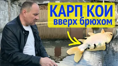 Smallpox carp. Viral disease carp fish - YouTube
