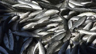 На Алтае рыбаки вылавливают карасей со странной опухолью