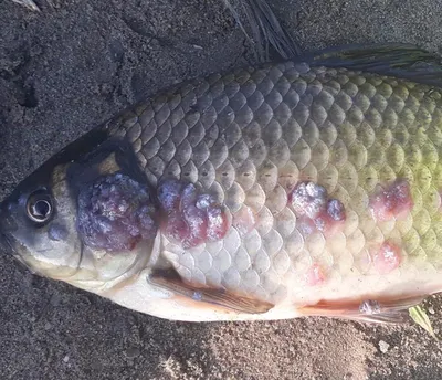Краснуха или рак? — новосибирец выловил рыбу со странными болячками