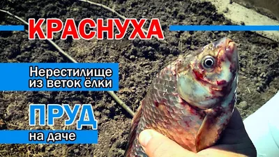 Ученые КазАТУ назвали самую безопасную рыбу Акмолинской области