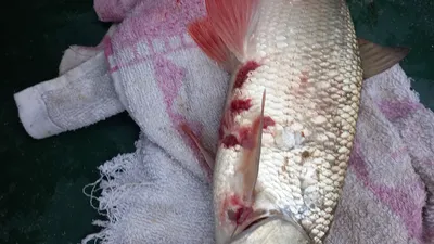 Эти рачки уничтожают рыбу. Как бороться с Аргулёзом (карпоед). Разговор с  ихтиопатологом - YouTube