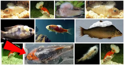 Все ли красные пятна на золотых рыбках являются признаками краснухи? -  Болезни рыб - Форум Tropica.RU