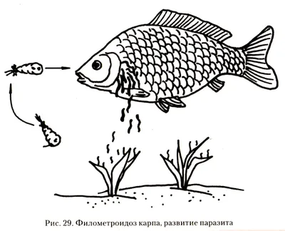 Опознание рыбы: экспертиза по фото, исследование, советы экспертов и отзывы