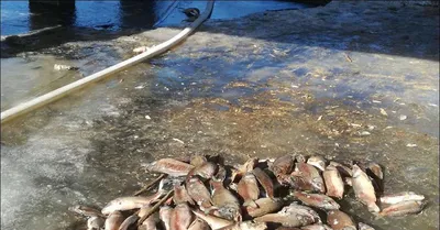 Карасёвые озёра - Страница 195 - Рыбалка в Челябинской области