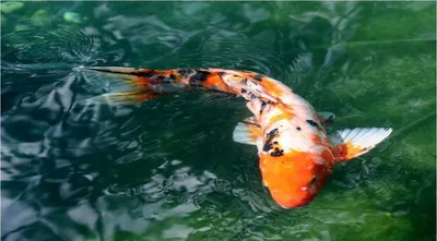 больна ли золотая рыбка - Болезни рыб - Форум Tropica.RU