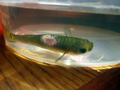 Ученые КазАТУ назвали самую безопасную рыбу Акмолинской области