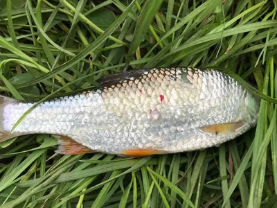 Рыба с красными пятнами - можно ли есть и как вылечить? | Рыбалка и  ихтиология | Дзен