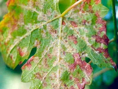 Почему краснеют листья на винограде