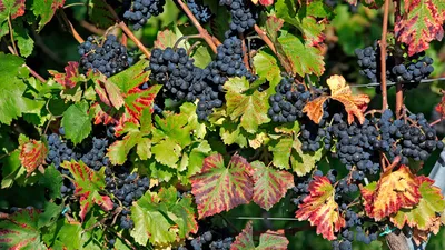 У винограда покраснели листья — рассказываю про свои действия в этом случае  | Азбука огородника | Дзен