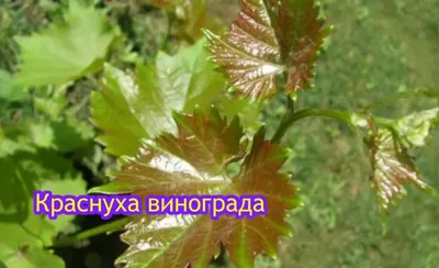 Почему краснеют листья у винограда и что с этим делать? | Виноград, Листья,  Садоводство