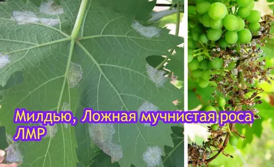 Болезни винограда: описание с фотографиями и способы лечения, обработки в  июне, июле, августе
