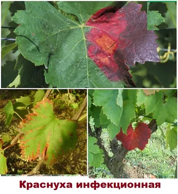 Почему краснеют листья на винограде и как справиться с этой проблемой. |  Тёщин огород | Дзен