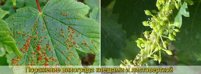 Признаки краснухи у винограда? Обзор и способы лечения +Видео