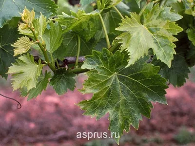Болезни винограда: описание с фотографиями и способы лечения, обработки в  июне, июле, августе