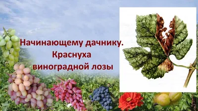 На листьях винограда появились пятна – что делать и чем лечить кусты | В  саду (Огород.ru)