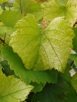 Что предпринять, если на листьях винограда появились пятна | Огородные  шпаргалки | Дзен