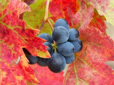 Хлороз и повреждения винограда