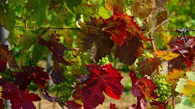 Краснуха винограда или почему краснеют листья у винограда