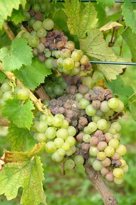 Фунгицид Скор для винограда: сроки обработки, концентрация, период ожидания