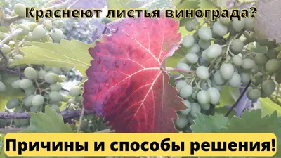 Краснуха - стр. 1 - Болезни винограда - ВИНОГРАДНАЯ ЛОЗА