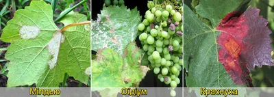 Болезни винограда грибкового, бактериального и физиологического  происхождения | АППЯПМ