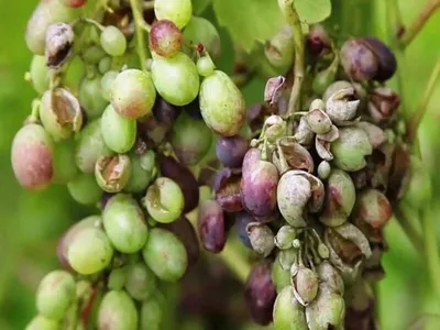 Болезни винограда и способы лечения: описание с фотографиями