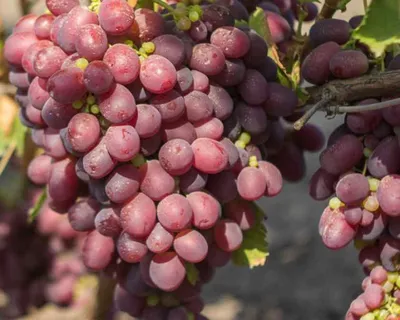 Бордовый лист - форум-виноград