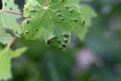 Чому листя винограду стає червоним і як вирішити цю проблему