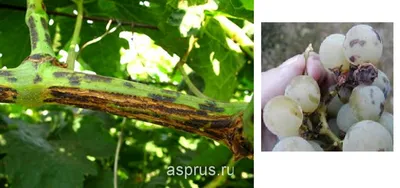 Элементы защиты виноградной лозы | «Сингента» в России