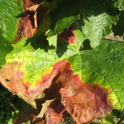 Болезни винограда — Центр по борьбе с трудноискоренимыми болезнями растений