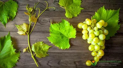 Новость: «Фанагория-Агро» и её стиль защиты виноградника | Щелково Агрохим