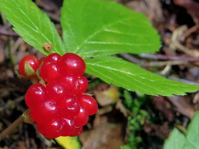 Красная ягода хвойных лесов - 68 фото