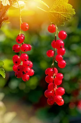 Виды ягод — 30 самых полезных и опасных с фото