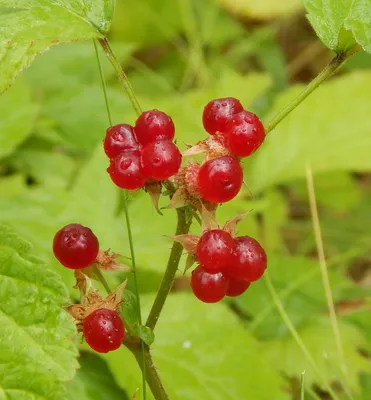 Красная лесная ягода (59 фото) - 59 фото