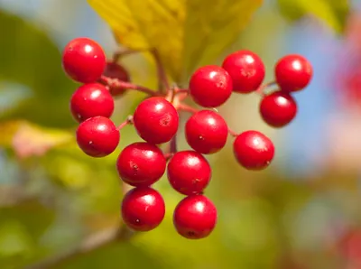 Растение с красными ягодами в лесу - 69 фото
