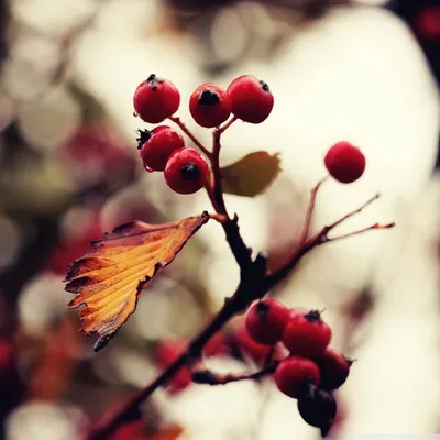 Купить Искусственные красные ягоды, подвесные на стену, рождественские ягоды,  элегантный Новый год | Joom