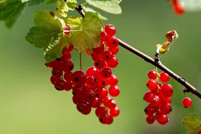 Судороги, кома и остановка сердца: названы самые опасные ягоды Ленобласти