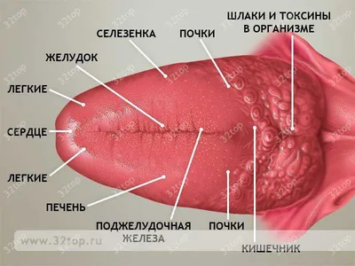 Белый налет на языке у взрослых и детей: причины и лечение