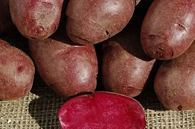 Красные сорта картофеля: названия, преимущества и недостатки