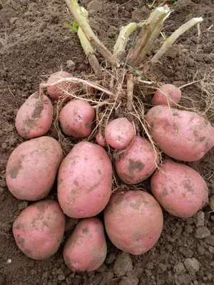 элитные сорта картофеля микроклонального размножения, семенной картофель  Тверская область, купить семенной картофель.