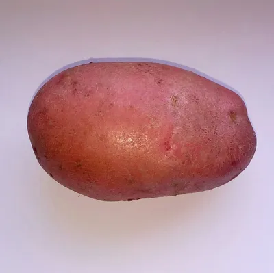 Картофель сорт \"Розара\" (ранний, розовый с жёлтой мякотью) | отзывы