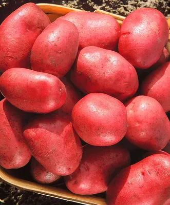 Новый сорт раннего картофеля «Арго» вывели уральские ученые | Уральский  меридиан