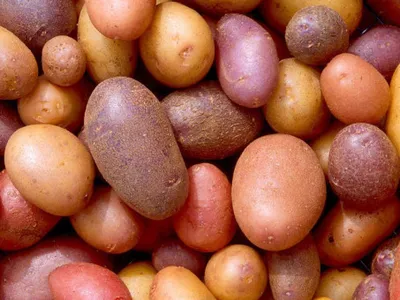 Купить Картофель Утро раннее (клубни) от НПО Сады России