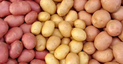 Украинские ученые вывели красный и синий сорт картошки — Delo.ua