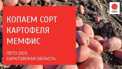 Нематодоустойчивые сорта картофеля