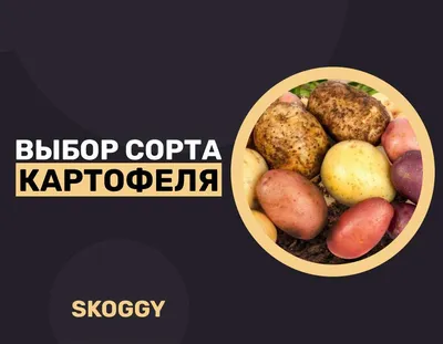 Картофель красный - купить за 40.00 грн, доставка по Киеву и Украине,  низкая цена | Интернет-рынок продуктов FreshMart