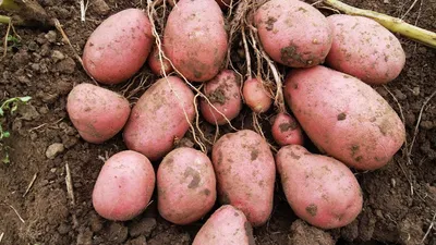 FruitNews - Новый сорт картофеля поступит в продажу в США и Канаде осенью