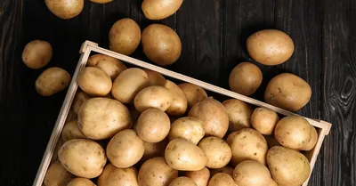 В Башкирии селекционеры вывели новые сорта картофеля