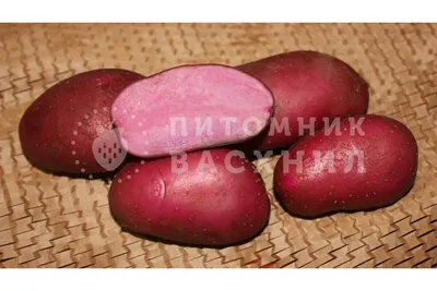 Семена картофеля на посадку по выгодной цене, купить в ROZETKA. Заходите -  мы всегда Вам рады.